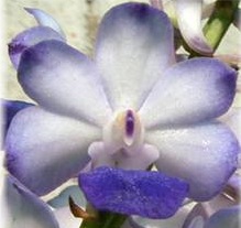 Rhynchostylis coelestis blue