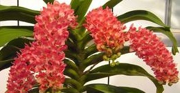 Rhynchostylis gigantea Orange