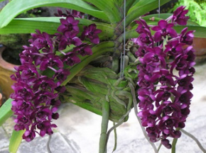Rhynchostylis gigantea Red