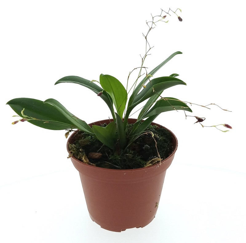 Pleurothallis (Acianthera) hypnicola