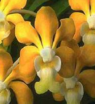Vanda stangeana