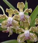 Vanda tesselata
