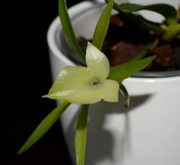 Ambrella longituba