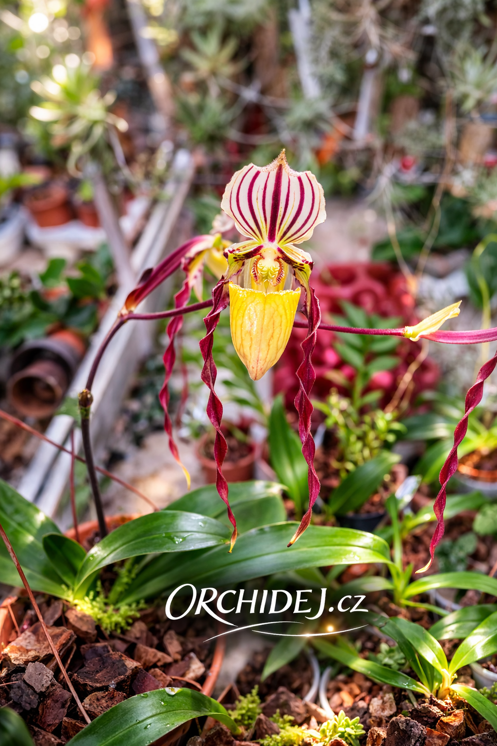 Paphiopedilum philippinense var. roebelinii