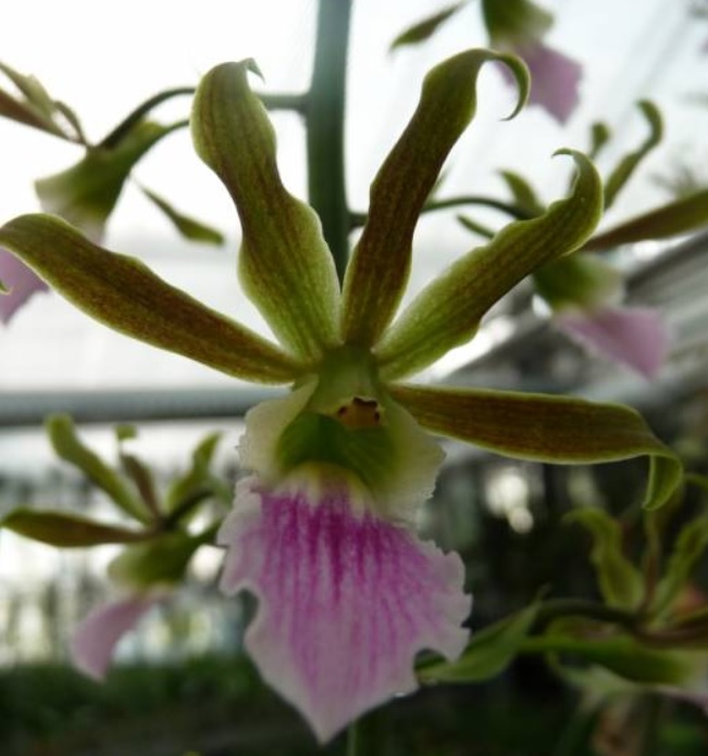 Eulophia euglossa x guinensis