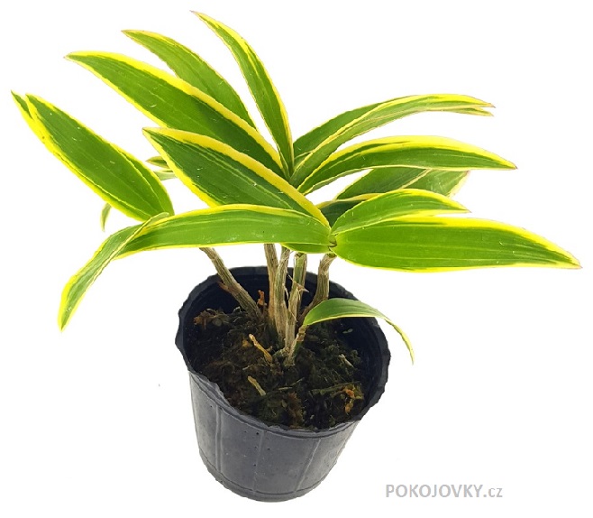 Dendrobium kingianum ´Variegata´