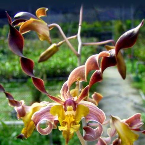 Dendrobium Burana Twist HS