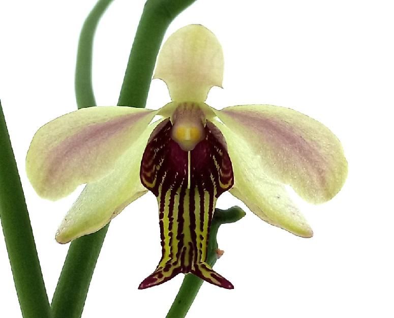 Papilionanthe taiwaniana