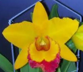 Rhyncholaeliocattleya Shinfong Golden Gem