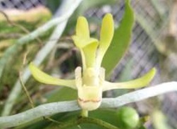 Sarcochilus olivaceus