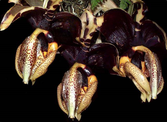 Stanhopea nigroviolacea
