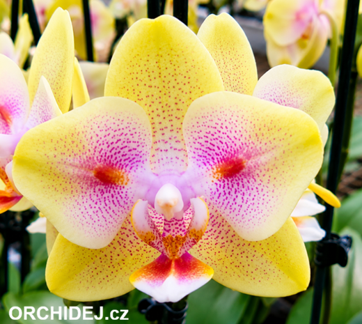 Phalaenopsis Yaphon Green Batman