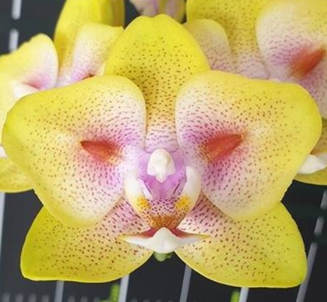 Phalaenopsis Yaphon Green Batman