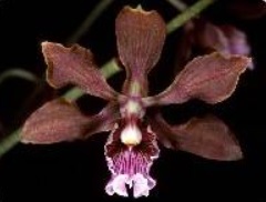 Encyclia hanburyi