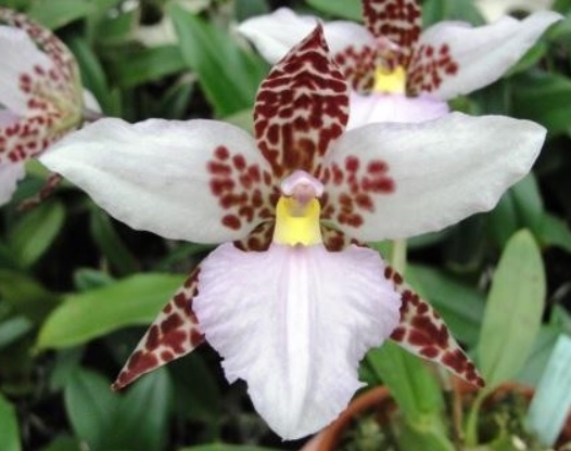 Odontoglossum rossii