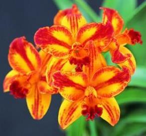 Sophrolaeliocattleya Barefoot Mailman 'Rainbow'