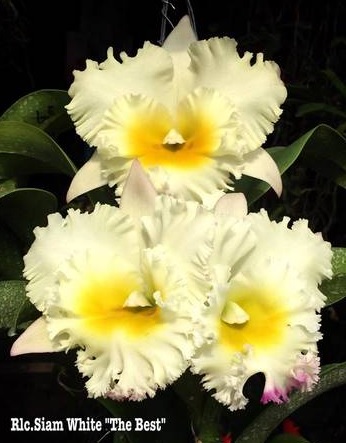 Rhyncholaeliocattleya Siam White The Best
