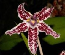 Schomburgkia lyonsii