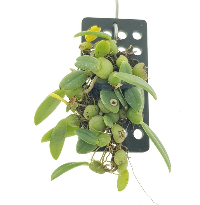 Trias cambodiana