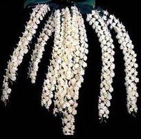 Aerangis citrata