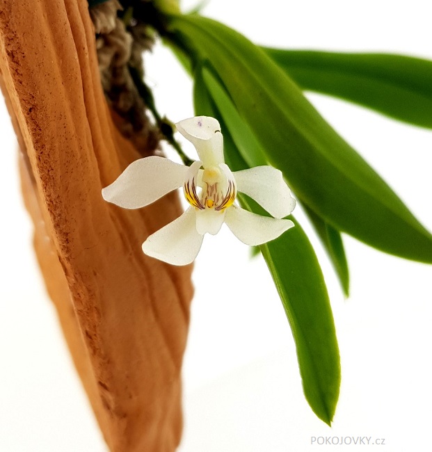 Sarcochilus falcatus