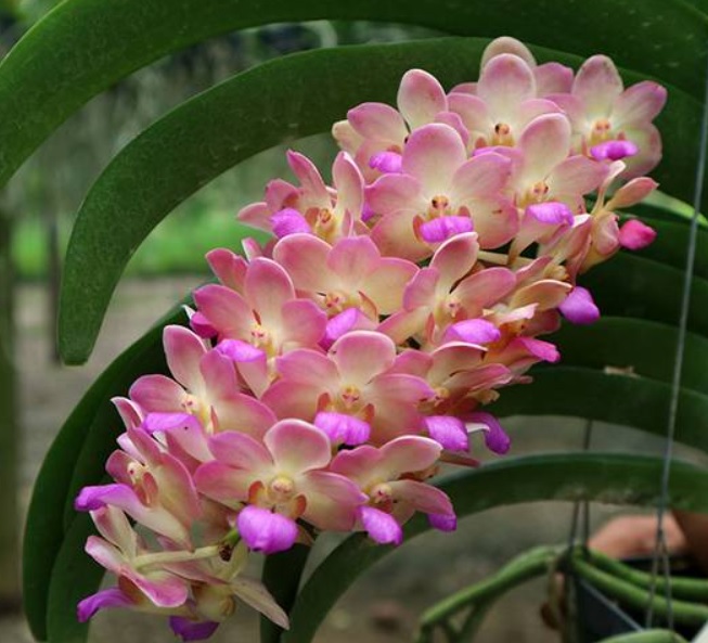 Wuttipanara Manoonya (Vandopsis gigantea x Rhynchostilis gigantea)