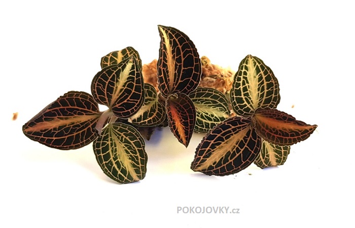 Anoectochilus (koshunensis x siamensis)