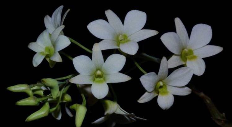 Dendrobium ovatum