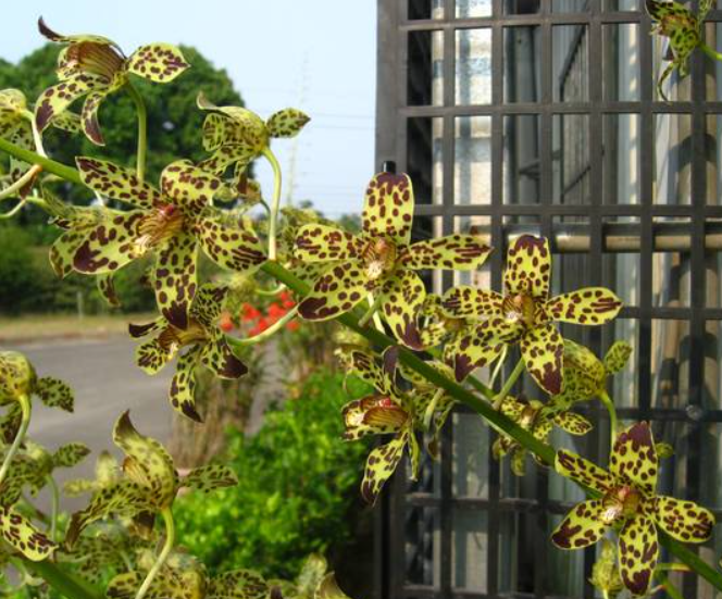 Grammatophyllum scriptum 