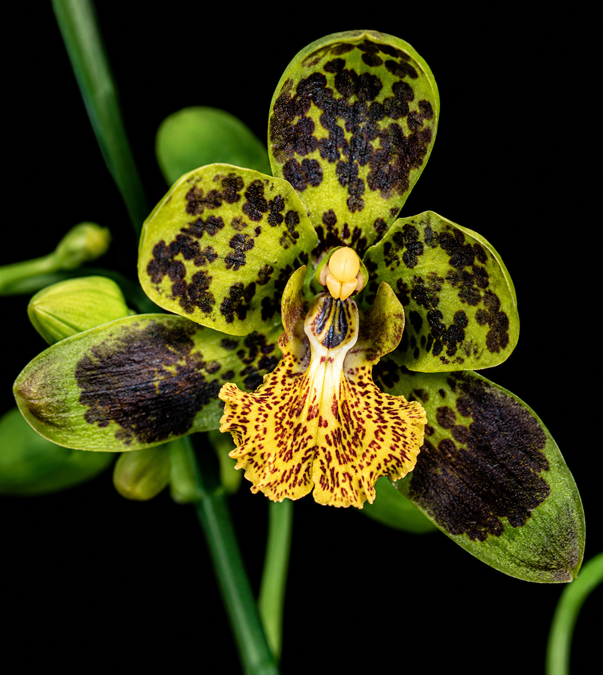Graphorkis concolor var. scripta
