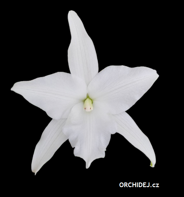 Laelia anceps alba