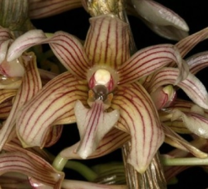 Dendrobium chameleon (syn. Dendrobium randaiense)