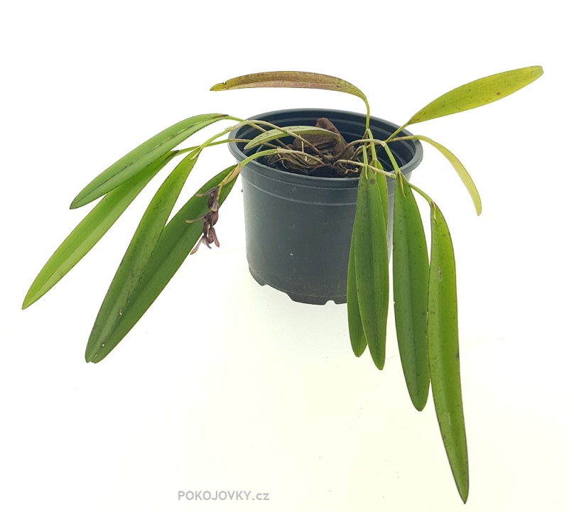 Pleurothallis (Acianthera) pubescens  