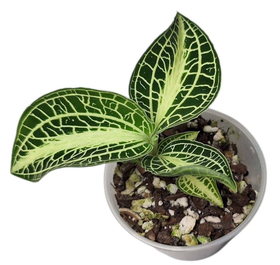 Anoectochilus siamensis