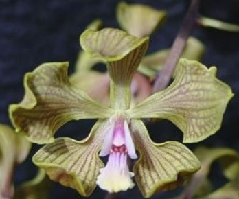 Encyclia fowleyi