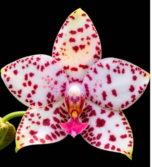 Phalaenopsis Brother Prince Hai Tony