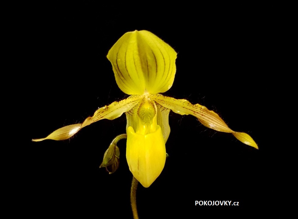 Paphiopedilum ´Clifton Booth´