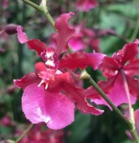 Oncidium Sharry Baby Ruby Doll
