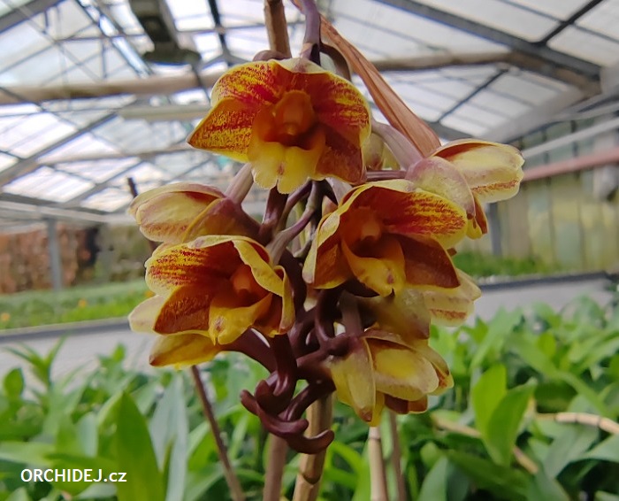 Dendrobium sarawakense