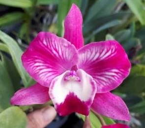 Sophrolaeliocattleya Cosmic Delight