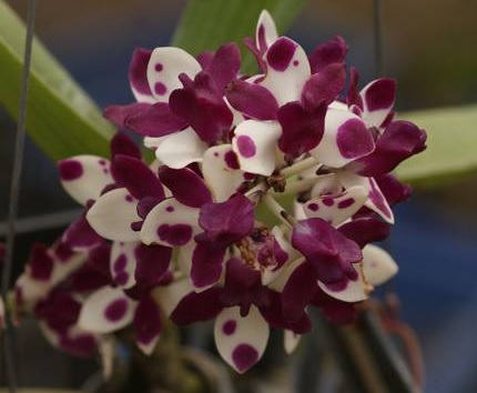 Rhynchostylis gigantea Cartoon