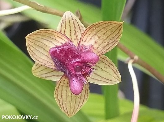 Trichoceros tupaipi 