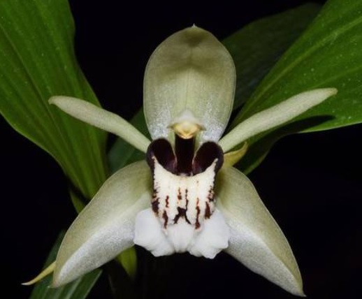 Coelogyne beccarii