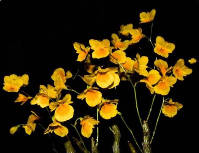 Dendrobium braianense