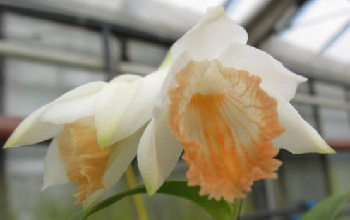 Dendrobium chapaense
