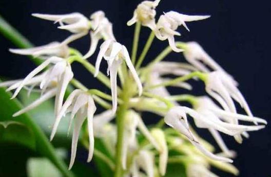 Bulbophyllum laxiflorum