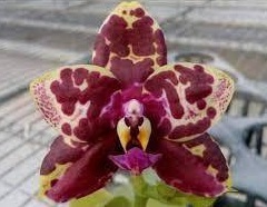 Phalaenopsis Yaphon Black Rose BKM 13