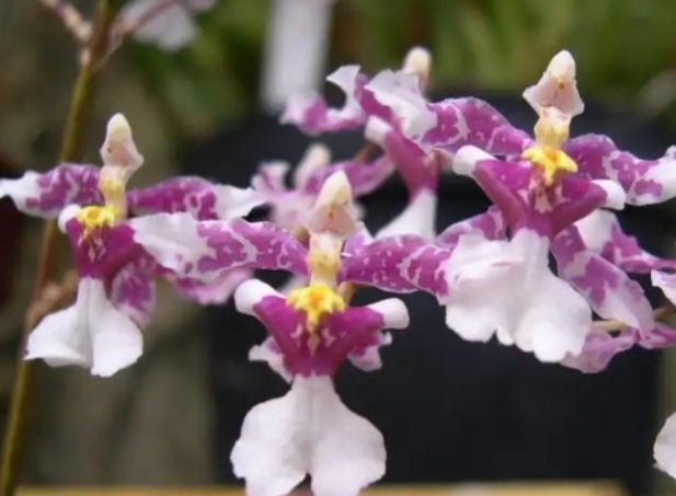 Oncidium incurvum