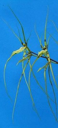 Brassia gireoudiana