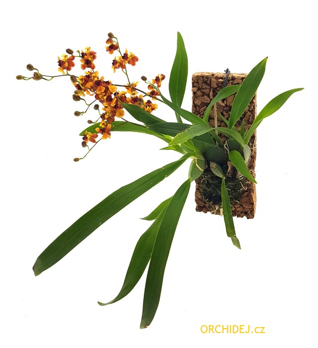 Oncidium Twinkle Anna - navázána